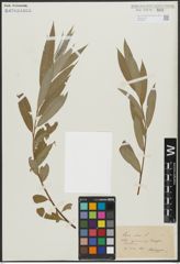 Foto von Salix alba L.